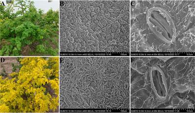 Comparative Transcriptome Profiling Analysis Reveals the Adaptive Molecular Mechanism of Yellow-Green Leaf in Rosa beggeriana ‘Aurea’